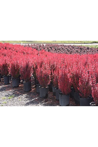 Gardenbox Roket Berberis Fidanı (40 60 CM)1 Adet Saksılı Dış Mekan Bitkisi Be...