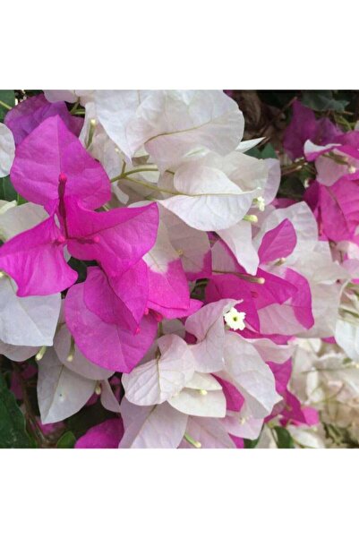 Gardenbox Begonvil Çift Renk Beyaz - Pembe 50 - 70 Cm Bougainvillea