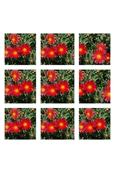 Nura Botanik Videolu 10'lu Kırmıı Buz Çiçeği Fidesi 5-15 Cm Tüplü Çiçekli Bod...