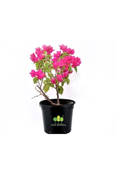 Bougainvillea Spectabilis Bush Begonvil Bougainvillea