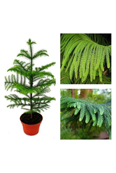 Nura Botanik Videolu 1 Adet Arokarya Çiçeği/salon Çamı 20-40 Cm Tüplü Çiçekli...