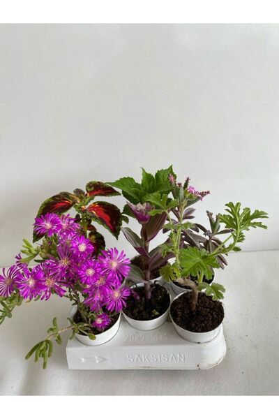 Gardenbox 6'Lı Bitki Seti Mezem+Yaprak Güzeli+Itır+Ortanca+Itır+ Aşkın Göz Yaşı