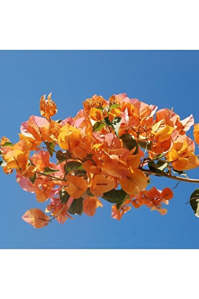 Nura Botanik Kayısı Renkli Begonvil Fidanı Bougainvillea