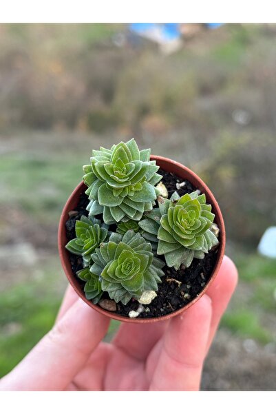 SukuLand Crassula Estagnol koleksiyonluk özel türk sukulent 5,5cm saksıda