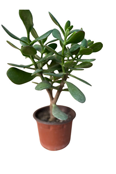 BAYRAKTAR PEYZAJ Şans ve Para Çiçeği Crassula Ovata Orta Boy Tekli 10 Cm Saksıda