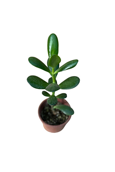BAYRAKTAR PEYZAJ Şans ve Para Çiçeği Crassula Ovata Orta Boy Tekli 8 Cm Saksıda