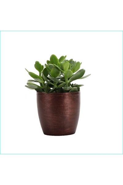 Yades Para Ağacı Bereket, Iyi Şans Ve Para Çiçeği Crassula Ovata Dekoratif Sa...