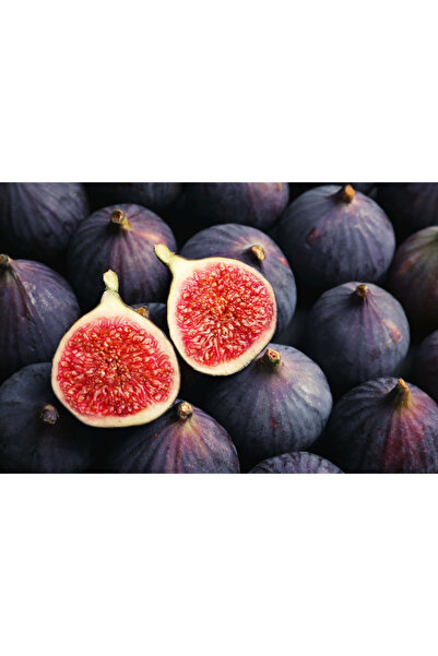 Fidan & Peyzaj - Dürdane Siyah İncir Fidanı (1 Yaş / Açık Kök)