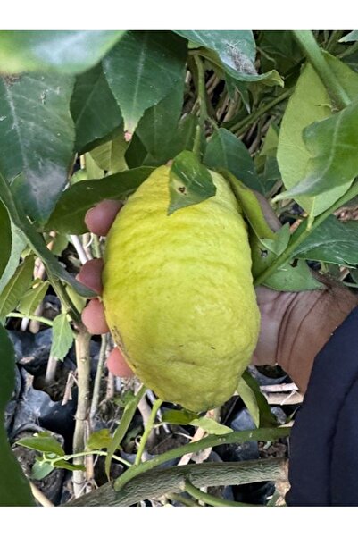 ASES TÜPLÜ 4 YAŞ BERGAMOT LİMON (CITRUS BERGAMİA) FİDANI BOY 150-200CM