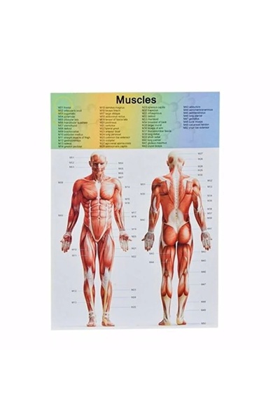 Genel Markalar Küçük Maket Insan Vücut Seti