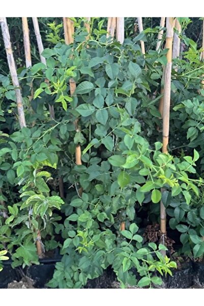 ASES TÜPLÜ KUŞBURNU FİDANI BOY 150-200 CM