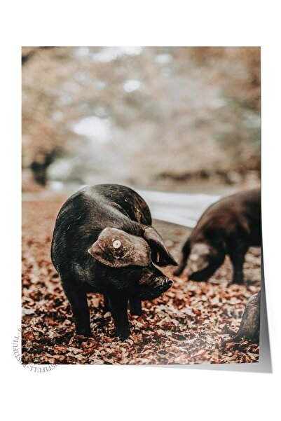 Postifull Rustični poster bez okvira, skandinavska smeđa slika, br. 417 fotog...