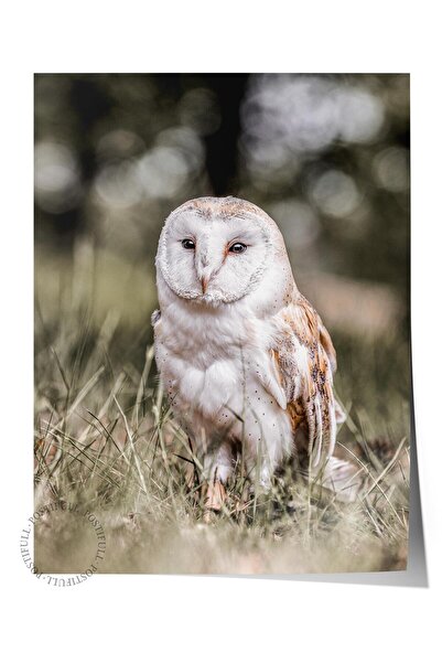 Postifull Rustic Çerçevesiz Poster, İskandinav Beyaz Tablo, NO:393 Baykuş Fotoğraf, Yatay