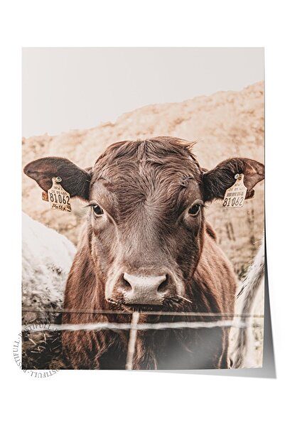 Postifull Rustic Çerçevesiz Poster, İskandinav Beyaz Tablo, NO:368 İnek Fotoğ...