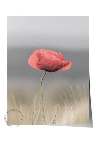 Postifull Rustic Çerçevesiz Poster, İskandinav Kırmızı Tablo, NO:306 Gelincik...