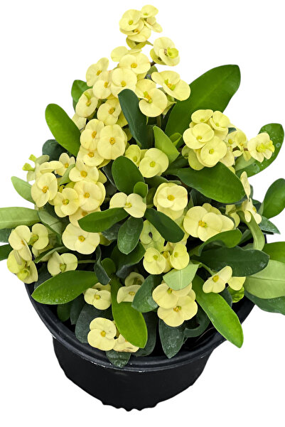 ÇİÇEKFLİX Sarı yellow   eubhorbia aşılı  bolçiçek cins mini boy 10-15cm