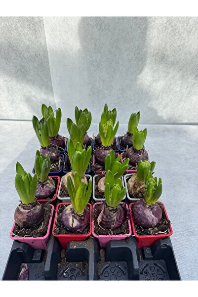 Çiçek Soğanlı sümbül çiçeği