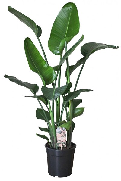 bitkicim Strelitzia Starliçe 80-110 cm Boyunda Çift Gövdeli Salon Bitkisi İç ...