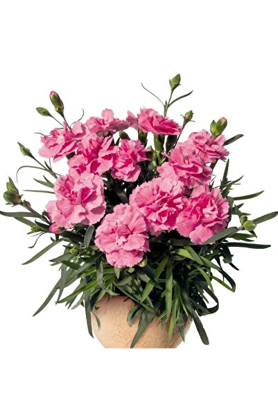 Bitkim Sende Videolu Kokulu Pembe Renk Karanfil Çiçeği Fidanı 15-30cm Tüplü D...