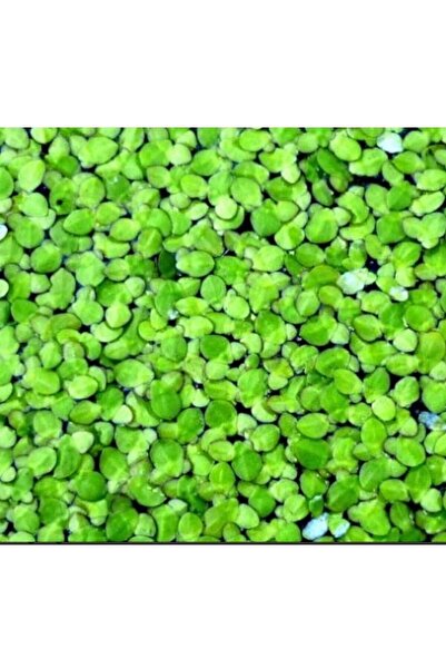 senbio Su mercimeği akvaryum bitkisi akvaryum bitki