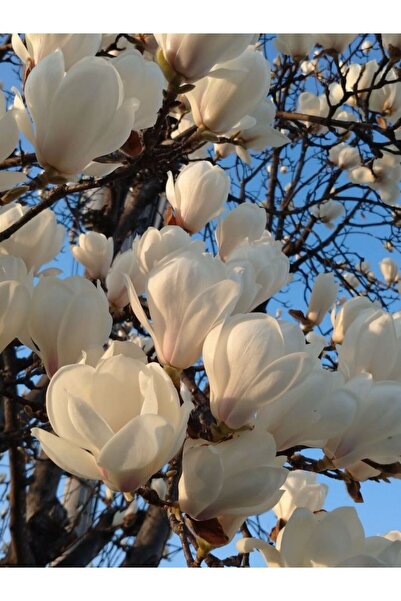 doğaşık Yaprak Döken Manolya Fidanı 1-2 Yaş Arası Tüplü Dış Mekana Uygun