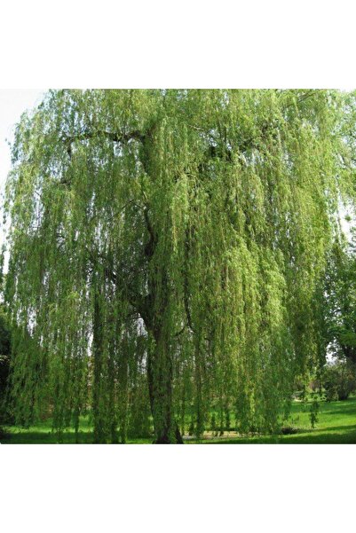 doğaşık 2 Adet Salkım Söğüt Fidanı 1-2 yaş arası tüplü