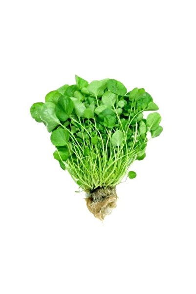 AKSARAY TOHUMCULUK Standart Tere Tohumu 200 Adet Tohum Aksaray Tohumculuk