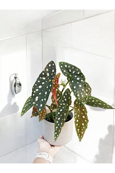Yades Banyo bitkisi çilli begonya dekoratif saksıda