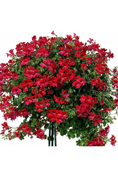 Mimoza Sardunya Çiçeği Fidanı Kırmızı Sakız 10-20 Cm