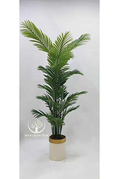 İremÇiçekçilik Krem Gold saksıda 18 yapraklı Tusem Areka - Premium