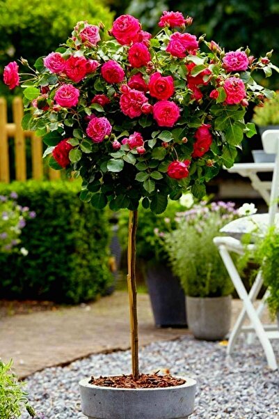 ÇİÇEKFLİX baston ultramarin  kokulu gül çiçeği fidanı 20,23 cm açık kök 1 adet