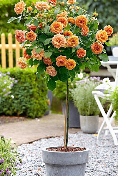 ÇİÇEKFLİX portakal çiçeği gül BASTON özellik dikime hazır açık kök 24,27cm