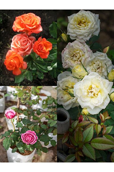 Gardenbox Avantajlı Yediveren Gül Seti (50 60CM)3 Adet Saksılı Beyaz Pembe Tu...