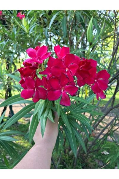 Gardenbox Kırmızı Zakkum Çiçegi Fidanı(80 100 CM) 1 Adet Tüplü Red Oleander