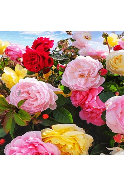 Gardenbox Videolu Yediveren Gül Seti (50 70 CM) 3 Adet ( Beyaz Pembe Turuncu)...