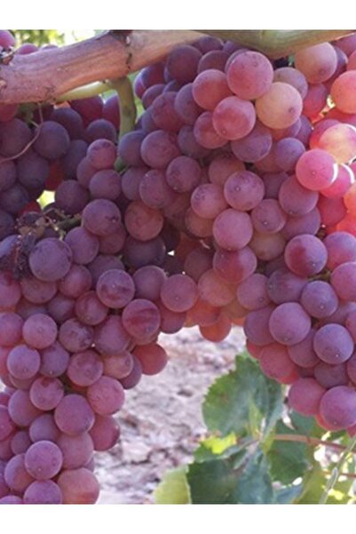 Nura Botanik Tayfi Üzüm Fidanı 2 Yaş 40 Cm 60 Cm Bol Verimli