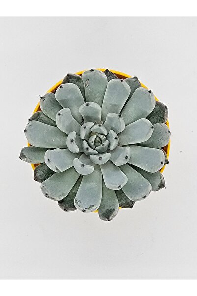 DOĞA BAHÇESİ Echeveria Cuspidata var Gemmula İthal Koleksiyonluk Tür Sukulent...