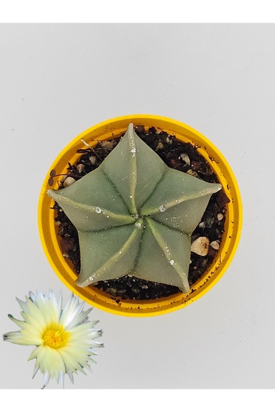 DOĞA BAHÇESİ Astrophytum Myriostigma Nudum Kaktüs 5.5cm Saksılı