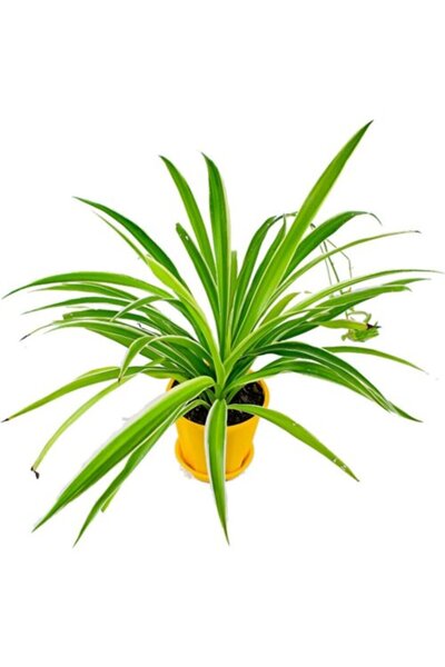 Mimoza Bitki Market Salon Bitkisi Kurdele Çiçeği Fidanı Chlorophytum 10-20 cm