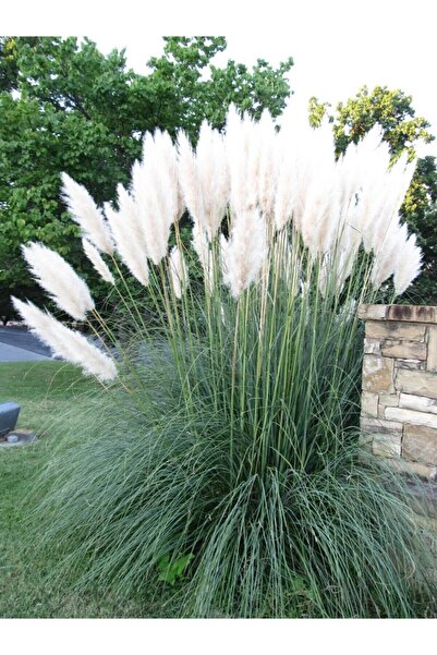 Nura Botanik Beyaz Pampas Saz Çiçeği Fidanı Saksılı 60-80 Cm Bahçe Bitkisi ( ...
