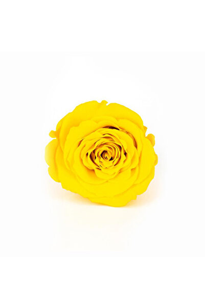 trendbahce Trandafir Rose Amor SARI, rezistent la șocuri, care nu se estompea...