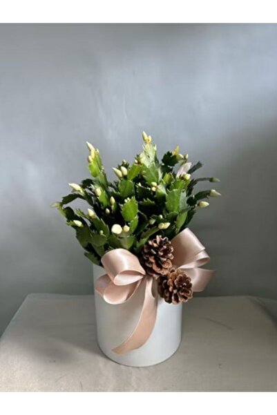 Gardenbox Videolu Beyaz Yılbaşı Çiçeği Fidanı 20-30 Cm Saksılı Çiçekli Bodur ...