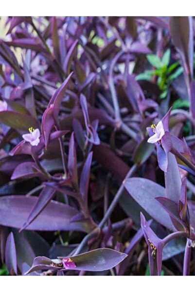 Gardenbox Videolu Mor Renkli 1 Adet Telgraf Çiçeği 15-25cm Saksılı (BLACK LOV...