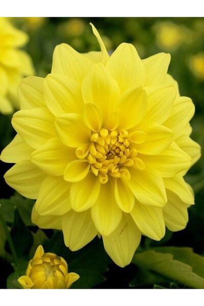 Gardenbox Videolu Canlı Sarı 1 Adet Yıldız Çiçeği Fidesi 20-30cm Saksılı (ORNİTHOGALUM)