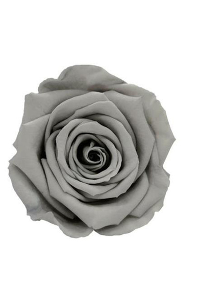 trendbahce Trandafir Rose Amor GRI, rezistent la șocuri, care nu se estompeaz...