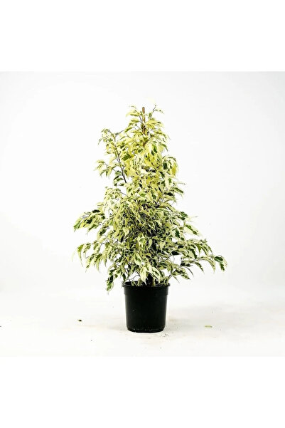 Gardenbox Dikkat Çeken Alacalı Benjamin Çiçeği Fidanı 50-70 Cm Saksılı Çiçekli Bodur Ficus Benjamina