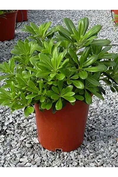 Gardenbox Videolu Yıldız Çalısı Pitos 25-35 Cm Saksılı Çiçekli Bodur Bitkiler(PİTTOSPORUM TOBİRA)