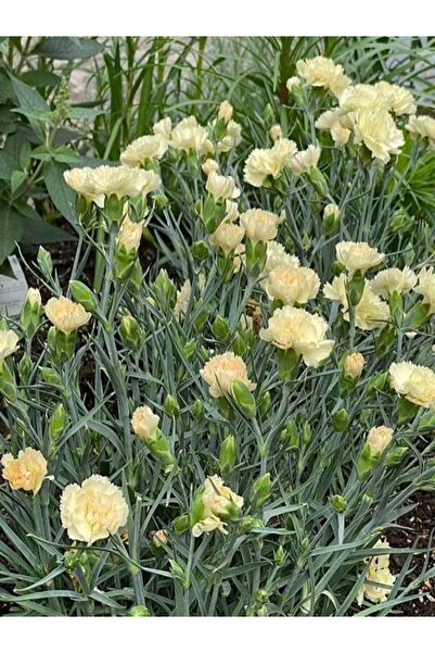 Nura Botanik Videolu Sarı Karanfil Çiçeği Fidanı 15-30 Cm Saksılı Çiçekli Bod...