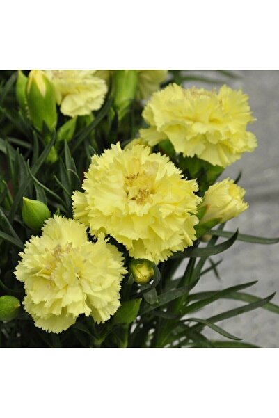 Gardenbox Videolu Kokulu Sarı Karanfil Çiçeği Fidanı 30-45 Cm Saksılı Çiçekli...