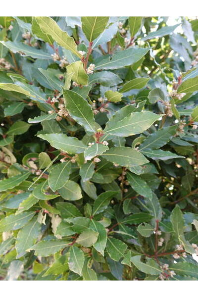 Video Fragrant 1 LAUREL TREE Sapling 20-30cmTube\potted (LAUREL tree sapling)